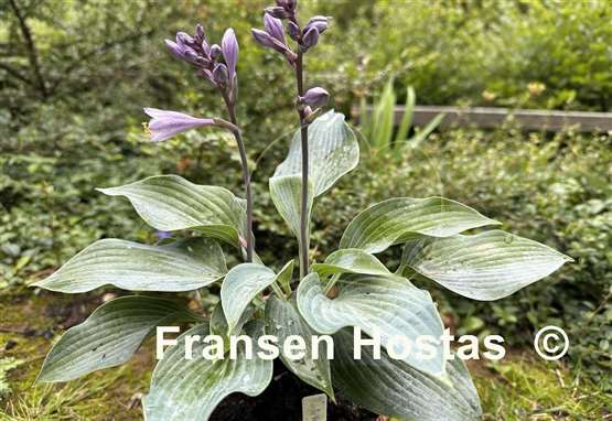 Hosta Purple Verticulated Elf