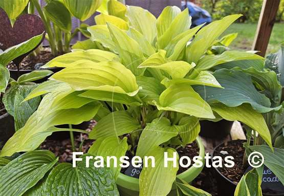 Hosta Purple and Gold
