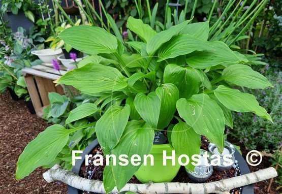 Hosta Purple and Gold