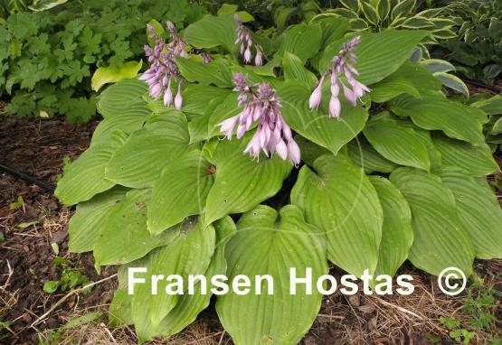 Hosta Purple Boots