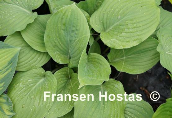 Hosta Purple Boots