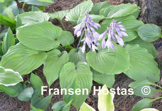 Hosta Purple Boots