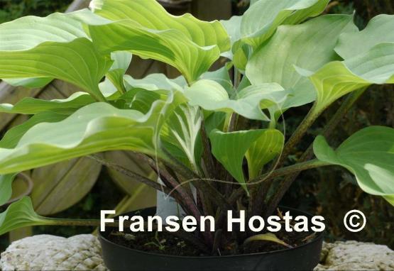 Hosta Purple Boots