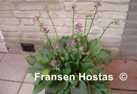 Hosta Purple Bouquet