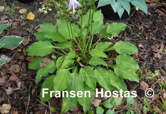 Hosta Purple Dwarf