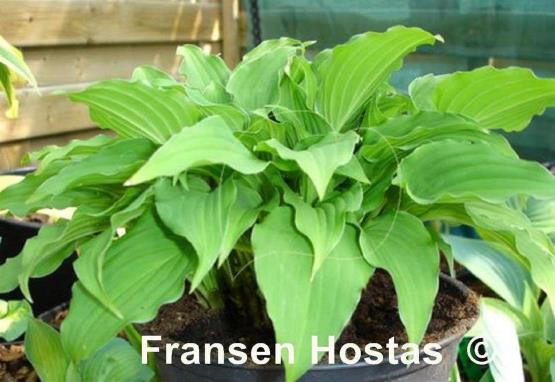 Hosta Purple Dwarf
