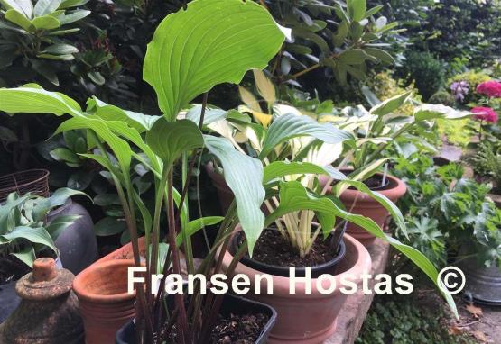 Hosta Purple Glory