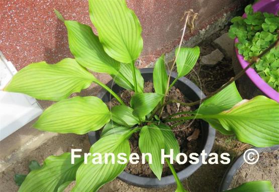 Hosta Purple Glory