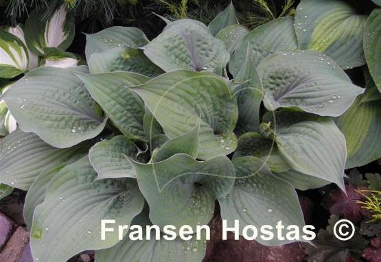 Hosta Purple Haze