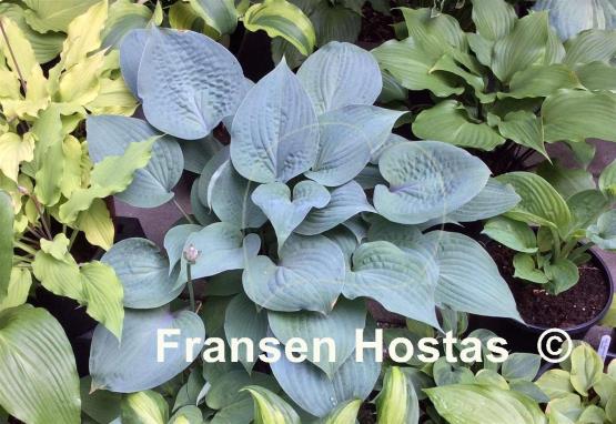 Hosta Purple Haze
