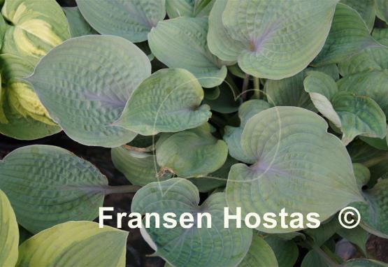 Hosta Purple Haze