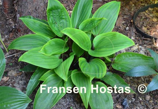 Hosta Purple Heart