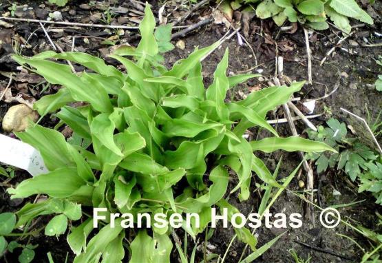 Hosta Purple Passion