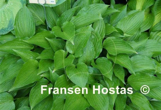 Hosta Purple Passion