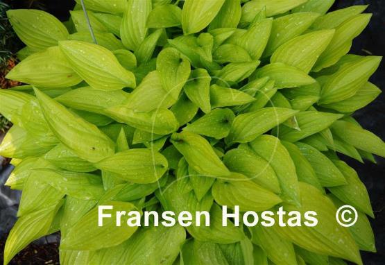 Hosta Purple and Gold