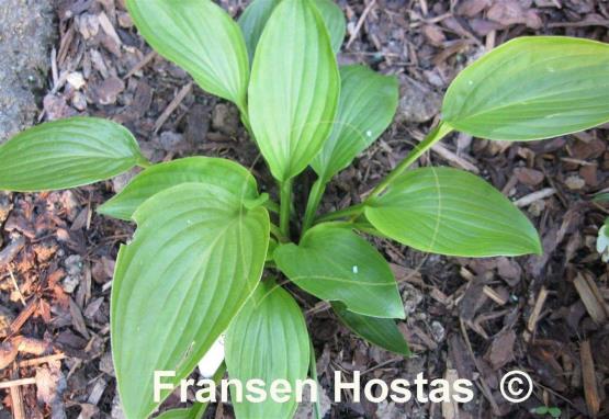 Hosta pachyscapa