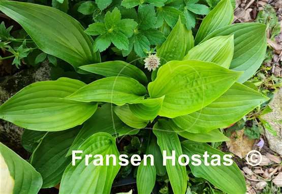 Hosta pachyscapa