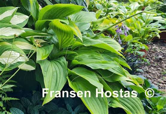 Hosta pachyscapa