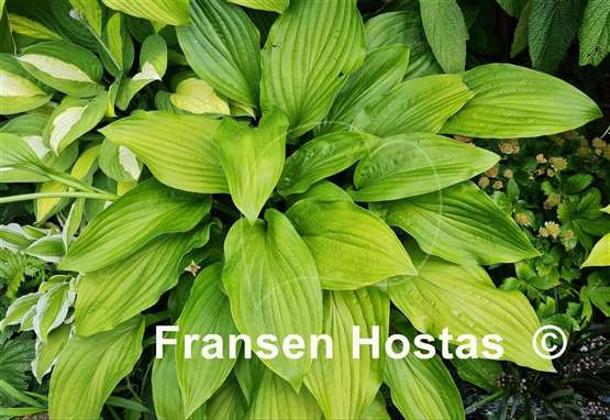 Hosta pachyscapa