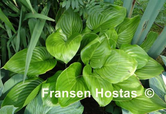 Hosta plantaginea 'Aphrodite'