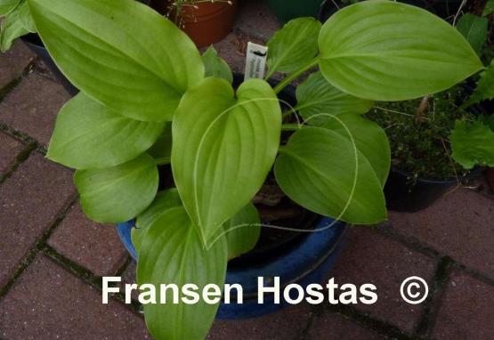 Hosta plantaginea 'Aphrodite'