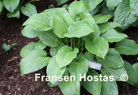 Hosta plantaginea 'Venus'
