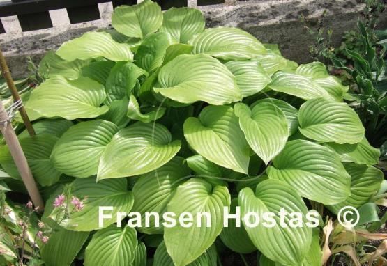 Hosta plantaginea