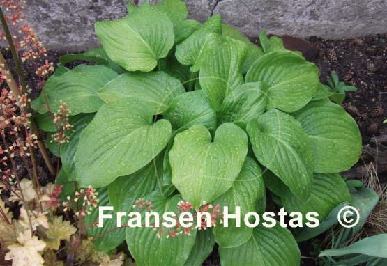 Hosta plantaginea
