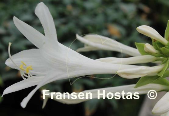 Hosta plantaginea