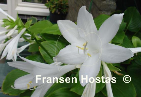 Hosta plantaginea