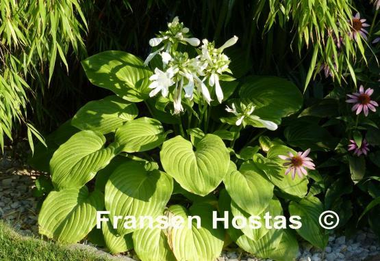 Hosta plantaginea