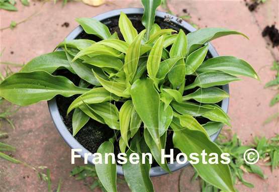 Hosta pulchella