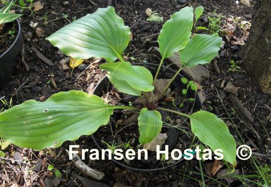 Hosta pycnophylla