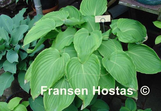 Hosta pycnophylla