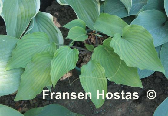 Hosta pycnophylla