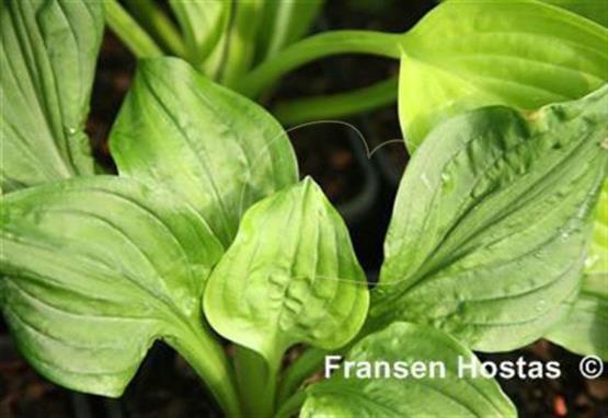 Hosta Pacific Lace