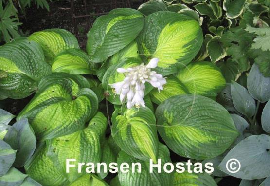 Hosta Paradigm