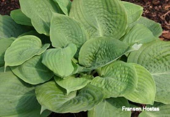 Hosta Paradise Blue Sky