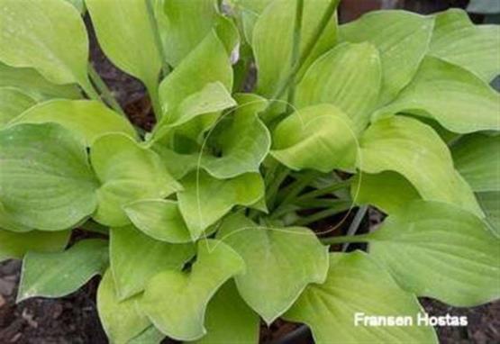 Hosta Paradise Goldheart