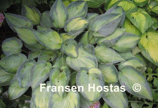 Hosta Paradise Joyce
