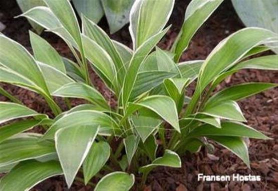 Hosta Paradise Passion