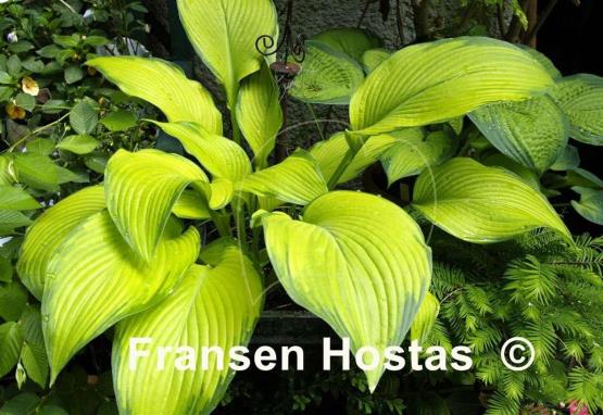 Hosta Paradise Power