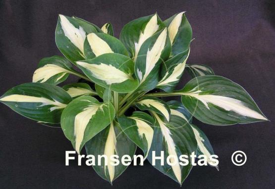 Hosta Paradise on Fire