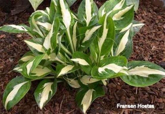 Hosta Paradise on Fire