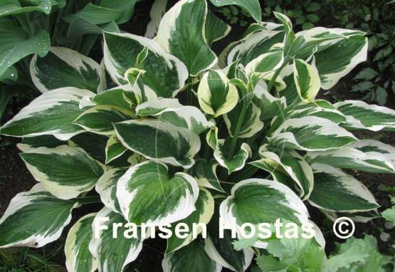 Hosta Patriot