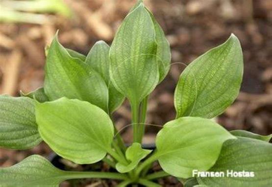 Hosta Peedee Elfin Bells