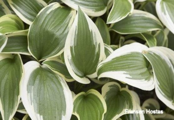 Hosta Percy