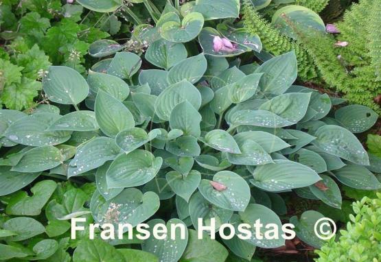 Hosta Peter Pan