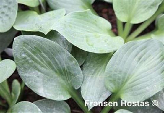 Hosta Philadelphia