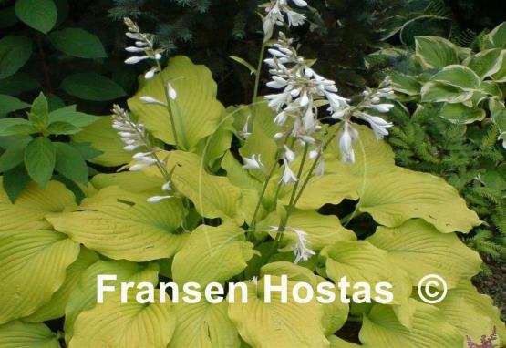Hosta Piedmont Gold
